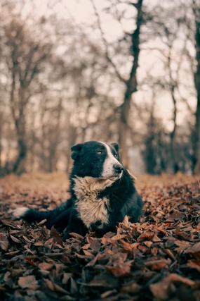 秋天树林落叶萌宠狗狗摄影图片